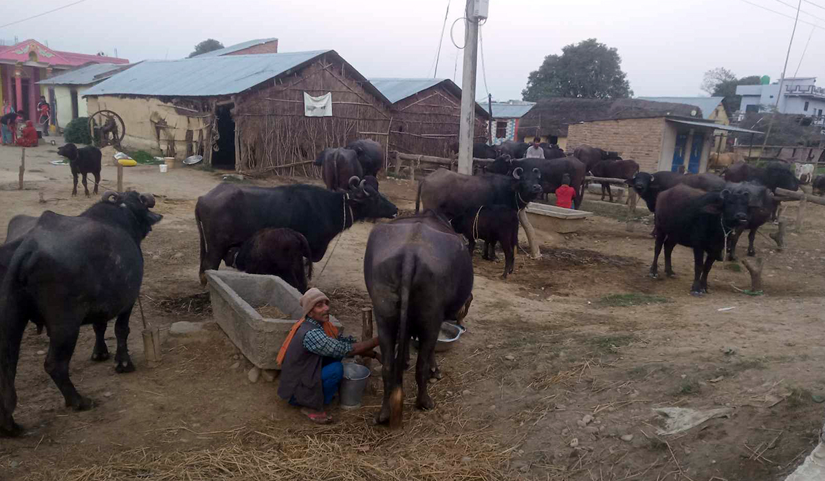भैँसीपालनबाट मनग्य आम्दानी गर्दै टीकाराम